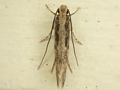 Tinea pallescentella