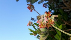 Cotyledon orbiculata oblonga