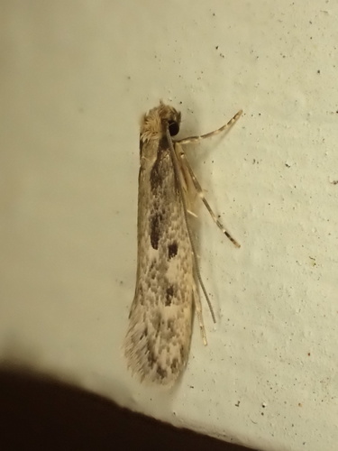 Large Pale Clothes Moth