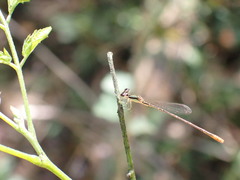 Agriocnemis pygmaea