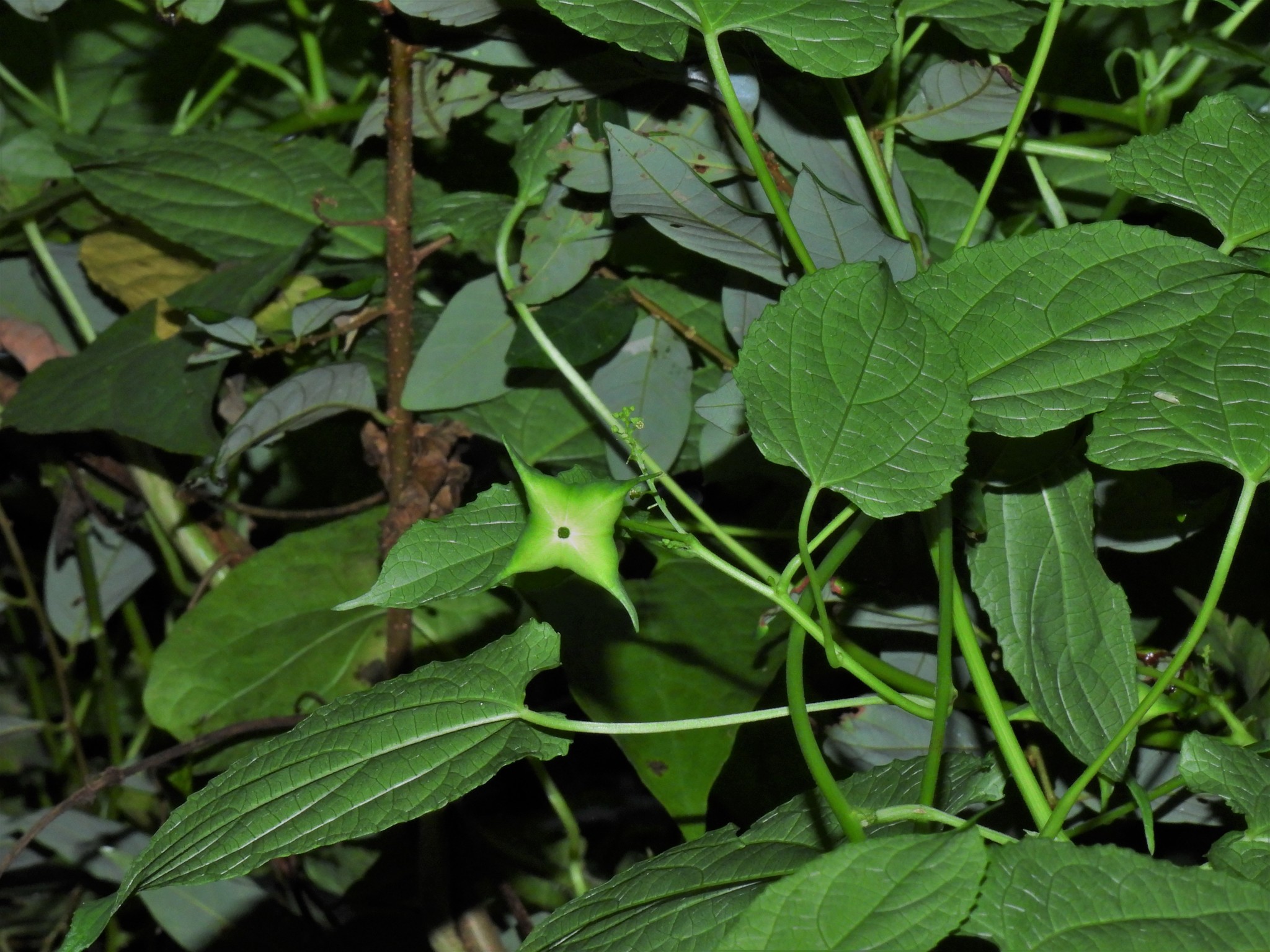 Plukenetia corniculata