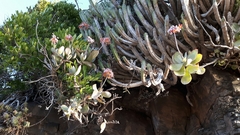 Cotyledon orbiculata oblonga