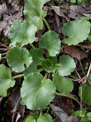 Umbilicus heylandianus