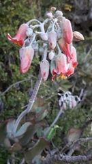 Cotyledon orbiculata oblonga