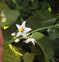 Solanum furcatum