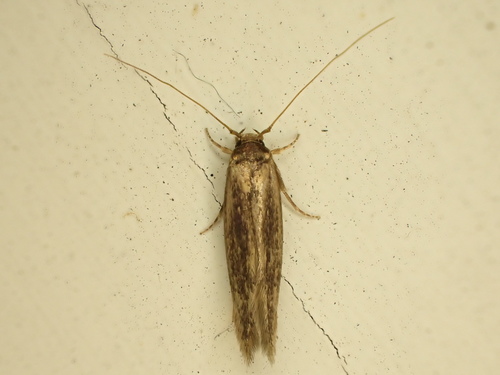 Detritus Moth
