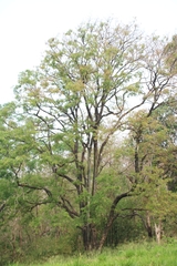 Pterocarpus marsupium