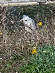 Ardea cinerea