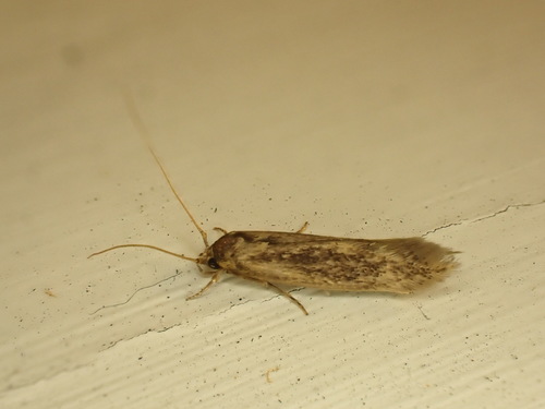 Detritus Moth