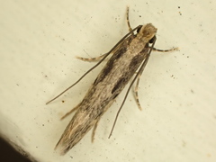 Tinea pallescentella