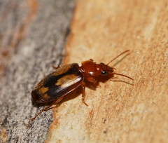 Philophlaeus