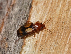 Philophlaeus
