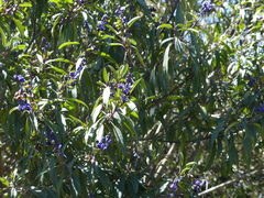 Monnina costaricensis