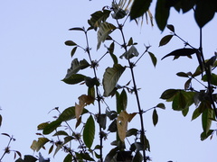 Tabernaemontana amygdalifolia
