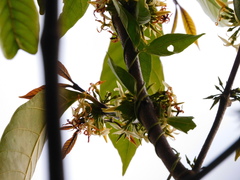 Tabernaemontana amygdalifolia