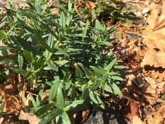 Gratiola officinalis