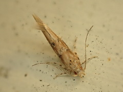 Pyroderces aellotricha