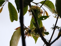 Tabernaemontana amygdalifolia