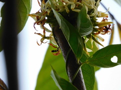 Tabernaemontana amygdalifolia