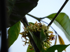 Tabernaemontana amygdalifolia