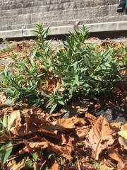 Gratiola officinalis