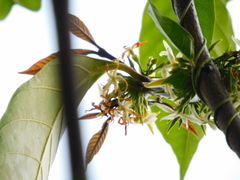 Tabernaemontana amygdalifolia