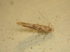 Pyroderces aellotricha