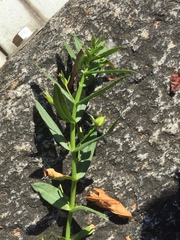 Gratiola officinalis