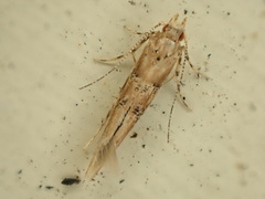 Pyroderces aellotricha