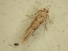 Pyroderces aellotricha
