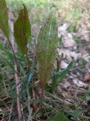 Rumex
