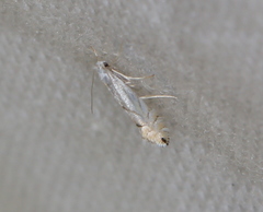 Phyllonorycter heegeriella