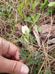 Vicia hybrida