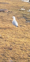 Larus delawarensis