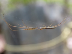 Tetragnatha