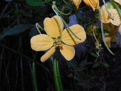 Senna bacillaris