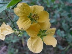 Senna bacillaris