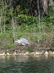 Ardea cinerea