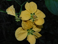 Senna bacillaris