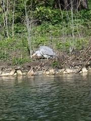 Ardea cinerea
