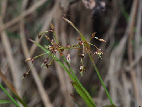 Luzula plumosa iNat (2)