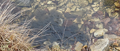 Rana huanrensis