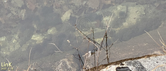 Rana huanrensis