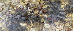 Rana huanrensis