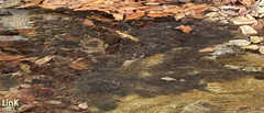 Rana huanrensis