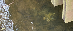 Lithobates catesbeianus