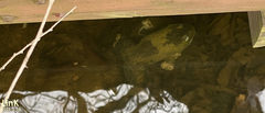 Lithobates catesbeianus