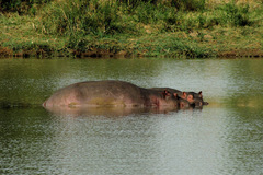 Hippopotamus amphibius