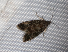 Pseudohermenias abietana