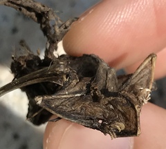 Myotis pilosus